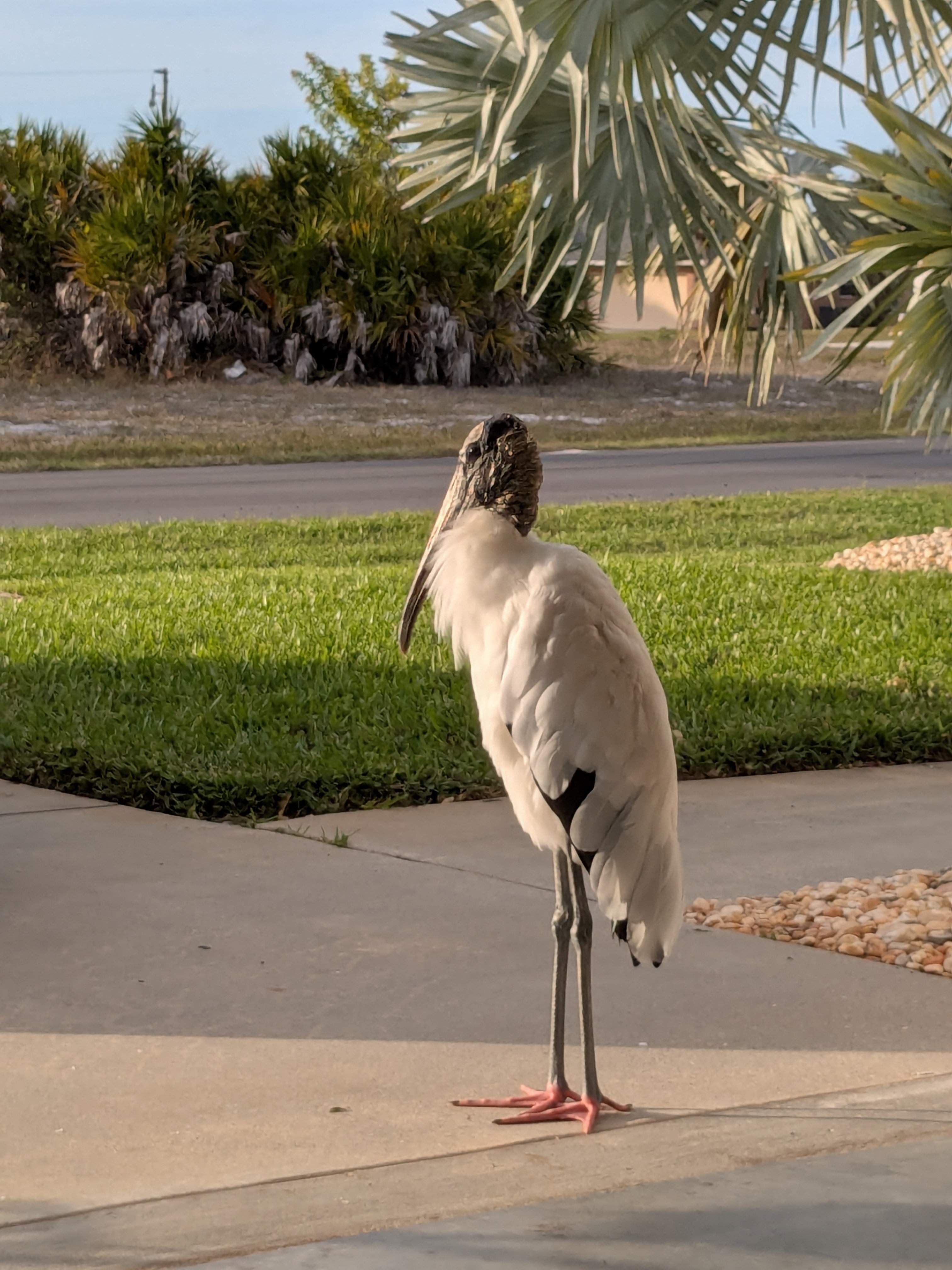 Majestic Wood Stork named Fred